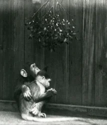 Un joven chimpancé abraza a un mangabey bajo el muérdago en el Zoológico de Londres en diciembre de 1924