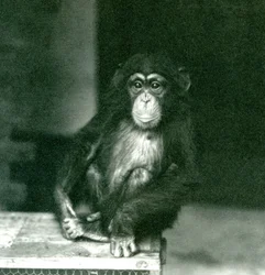 Un joven chimpancé sentado en una caja de madera en el zoológico de Londres en 1924