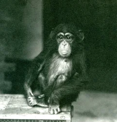 Un joven chimpancé sentado en una caja de madera en el Zoológico de Londres en 1924
