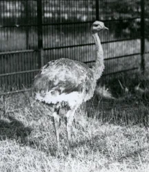 Un joven Ñandú de Darwin/Ñandú Menor de pie sobre el césped, junto a la cerca de su recinto, Zoológico de Londres