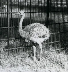 Un joven ñandú de Darwin/ñandú menor de pie sobre el césped, junto a la cerca de su recinto, Zoológico de Londres