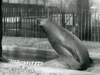 Un joven Elefante Marino estirándose hacia atrás, Zoológico de Londres