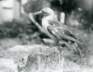 Un joven alcatraz de pie sobre un tocón de árbol en el zoo de Londres en 1929