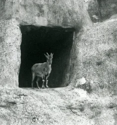 Un joven íbice griego de pie en la entrada de una cueva en las rocas artificiales de las terrazas Mappin, Zoológico de Londres, agosto de 1927