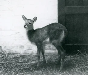 Un joven Lechwe de pie sobre heno, Zoológico de Londres, enero 1926