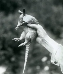 Un joven armadillo de nueve bandas sostenido en la mano de un cuidador, Zoológico de Londres, agosto de 1926