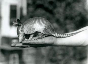 Un joven armadillo de nueve bandas descansando en la palma abierta de un cuidador, Zoológico de Londres, agosto de 1926