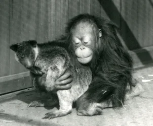Un joven orangután abraza a un canguro arborícola en el Zoológico de Londres en 1927