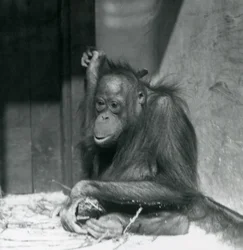 Un joven orangután sentado en su recinto en el Zoológico de Londres, octubre de 1925