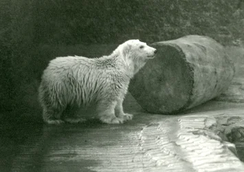 Un joven oso polar en el Zoológico de Londres en noviembre de 1924