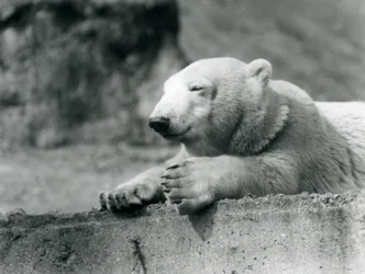 Un joven oso polar descansando en un borde de concreto en el Zoológico de Londres en 1927
