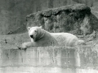 Un Oso Polar joven descansa en un saliente rocoso en su recinto en el Zoológico de Londres en 1927