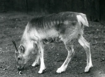 Un joven reno en el Zoológico de Londres, 1925