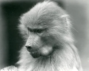 Un joven babuino sagrado con su bolsa de mejillas llena, Zoológico de Londres, 1925