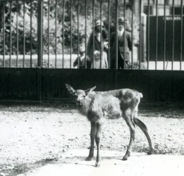 Un joven wapití/ciervo de pie en su corral, con visitantes mirando a través de las barras, Zoológico de Londres, agosto de 1927