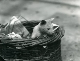 Un joven Zarigüeya albina asomándose de una cesta en el Zoológico de Londres, octubre de 1920