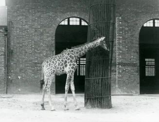 Una joven jirafa hembra parada frente a un árbol, en el paddock fuera de la Casa de las Jirafas, Zoológico de Londres