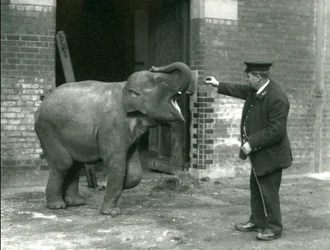 Una joven elefanta india con el cuidador H. Robertson, Zoológico de Londres, 22 de febrero de 1922
