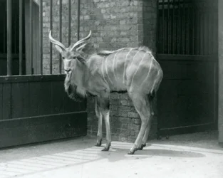 Un joven macho de Kudu Mayor en su recinto en el Zoológico de Londres en 1929