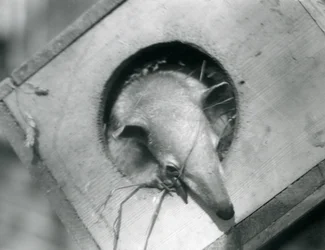Un joven tamandúa asomándose de su caja de anidación, Zoológico de Londres, abril de 1925