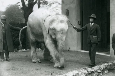 Elefante Birmano Albino Blanco Pawah con asistentes incluyendo al Dr. Saw Po Min, Zoológico de Londres, mayo de 1926