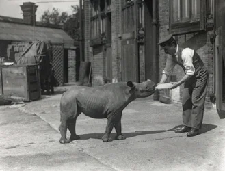 Un rinoceronte africano, Kathlene, y el cuidador Harry Warryck en el Zoológico de Londres, septiembre de 1928