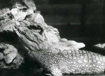 Un caimán americano descansando en una piscina, mirando hacia las rocas al lado de la piscina, Zoológico de Londres