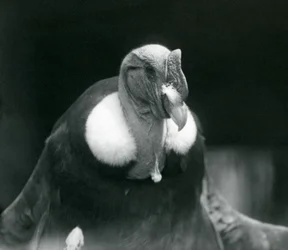 Un cóndor andino en el Zoológico de Londres en 1926