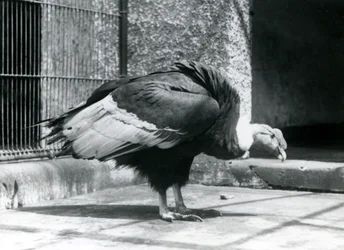 Un buitre andino de pie en el suelo de su recinto en el Zoológico de Londres en julio de 1925