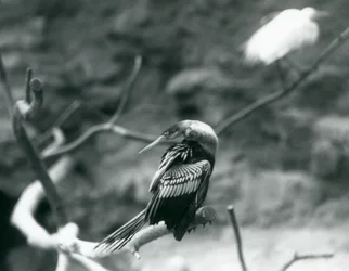 Un anhinga sentado en una rama en el Zoológico de Londres en septiembre de 1927