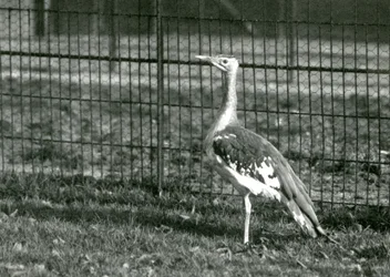 Una avutarda árabe de pie en su recinto en el Zoológico de Londres, 1924