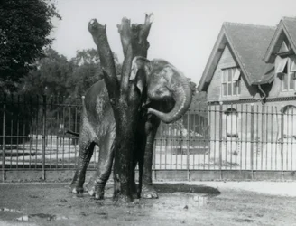 Un Elefante Asiático rascándose detrás de la oreja en el poste de rascado, en su recinto, Zoológico de Londres