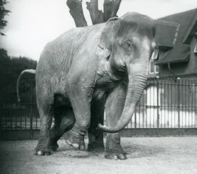 Un elefante asiático rascándose contra un árbol muerto, Zoológico de Londres
