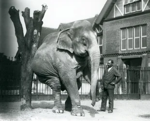 Un Elefante Asiático rascándose contra un árbol muerto, mientras se equilibra sobre tres patas, con su entrenador, Syed Ali, observando, Zoológico de Londres