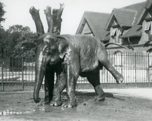 Un elefante asiático rascándose contra un árbol muerto, mientras se equilibra en tres patas, Zoológico de Londres