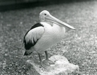 Un pelícano australiano de pie sobre una piedra en el zoo de Londres en 1929