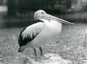 Un pelícano australiano de pie sobre una piedra en el zoo de Londres en 1929
