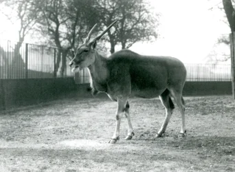 Un eland en su corral en el Zoológico de Londres en junio de 1925