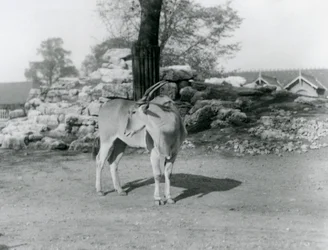 Un eland en su corral en el Zoológico de Londres en 1929