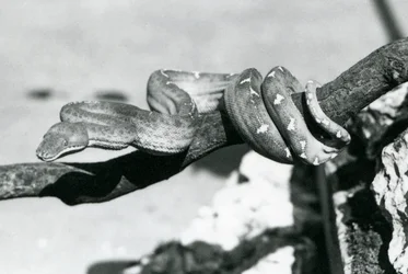 Una Boa Esmeralda con su cuerpo enrollado a lo largo de una rama, Zoológico de Londres, octubre de 1928
