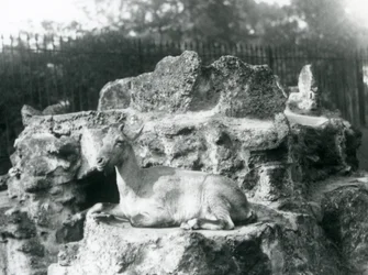 Un íbice del Himalaya descansando en un saliente rocoso en el zoológico de Londres, agosto de 1927