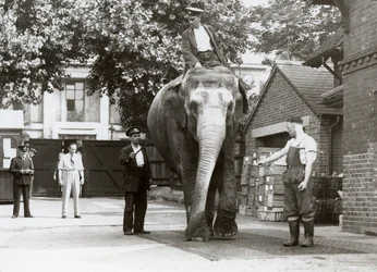 Un elefante indio siendo pesado por los cuidadores en el zoológico de Londres, agosto de 1935