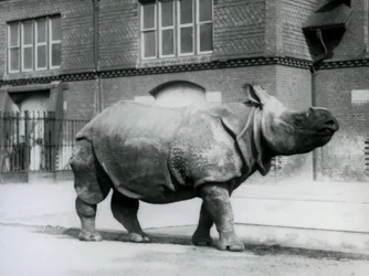Un rinoceronte indio en el Zoológico de Londres, 1927