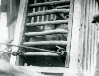 Un rinoceronte indio asoma la cabeza de su caja de transporte de madera a su llegada al zoológico de Londres en 1924