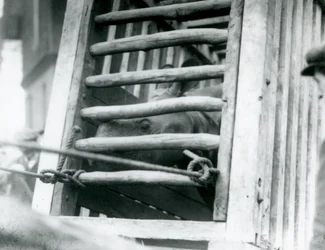 Un rinoceronte indio asomándose de su caja de transporte de madera a su llegada al Zoológico de Londres en 1924