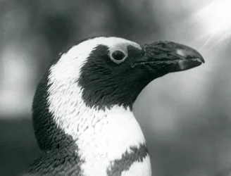 Un pingüino africano de patas negras adulto en el Zoológico de Londres, septiembre de 1925