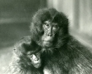 Un adulto y un joven Gelada (mono de corazón sangrante) en el Zoológico de Londres en enero de 1925