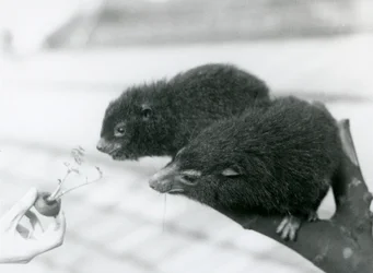 Un adulto y un joven Hyrax de árbol occidental sentados en una rama inclinándose hacia una zanahoria que se les está ofreciendo, Zoológico de Londres