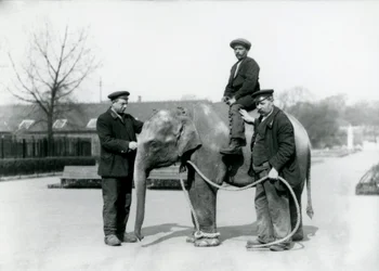 Un elefante indio bebé con los cuidadores A. Church y H. Robertson en el Zoológico de Londres, junio de 1922