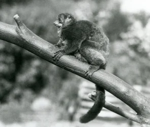 Un lémur gigante de Coquerel en peligro de extinción/lémur enano de Coquerel/lémur gigante del sur, descansando en una rama en el zoológico de Londres, octubre de 1929